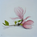 Magnolia bloem