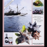 Sea blackberry
