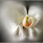 White orchid