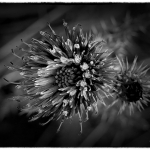 Thistle in black