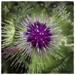Thistle fantasy