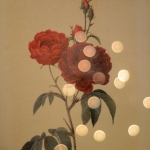 Roses and light