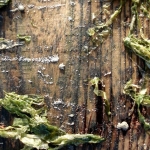 Compositie op het strand,