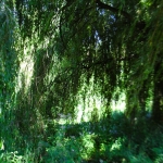Muziektuin Beek en Donk