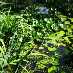 Muziektuin Beek en Donk