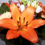Oranje Lelie