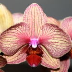 Orchidee Phalaenopsis