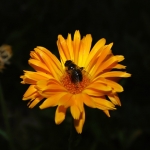 Bij en Goudsbloem