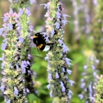 Hommel op Dropplant