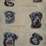 Collage Rottweilers