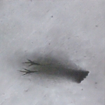 Koltrasten på taket