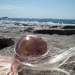 Barbiehoofd avontuur