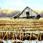 Ingezakte schuur in maisveld.