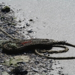 old materials out of the river