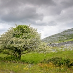 een meiboom in The Burren