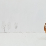 Pony in de sneeuw