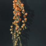 Lampionplant (Physalis)