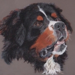 Berner Sennen