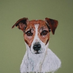 (2) Jack Russell