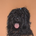 Briard
