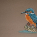 IJsvogel
