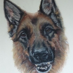 Duitse Herder