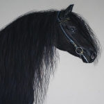 (13) Friesche Hengst