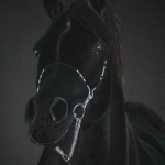 (2) Arabische Volbloed Hengst