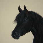 (3) Arabische Volbloed Hengst