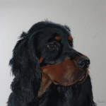 Gordon Setter