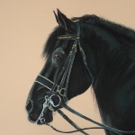 (11) Friesche Hengst