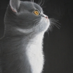 Britse Korthaar Blauw/Wit