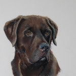 Labrador