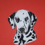 Dalmatiër