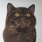 Britse Korthaar Chocolade