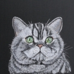 Brits Korthaar Silver Tabby (Silver Joker)