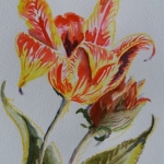 tulp