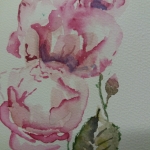 Rose roos teder in aquarel