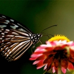 Vlinder (Schmetterling)