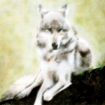 Witte wolf