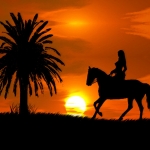 paard bij zonsondergang