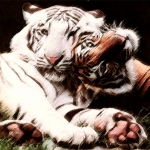 Tiger 02