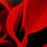 roos 8