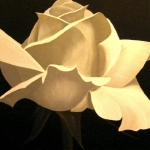 witte roos