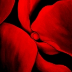 little red rose
