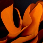 Golden Rose