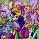 Irises One