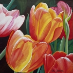 Tulips 11