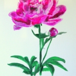 Pioenroos In opdracht