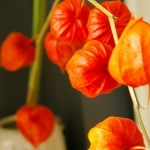Physalis Lampionplant